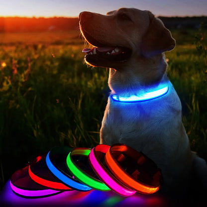 LED Safety Glow Dog Collar